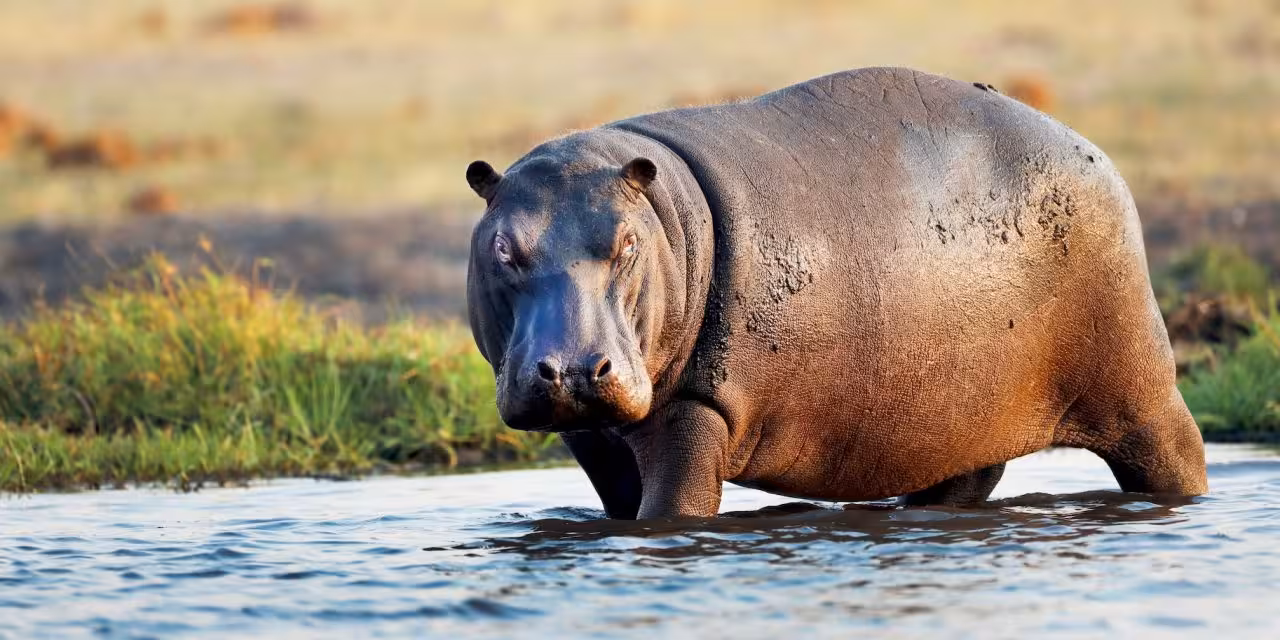 Hippopotamus
